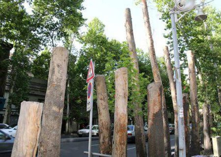 راهکارهای رییس شورای شهر تهران برای جلوگیری از روند قطع درختان در پایتخت